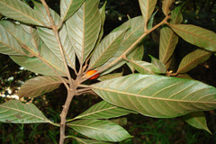 Isonandra lanceolata